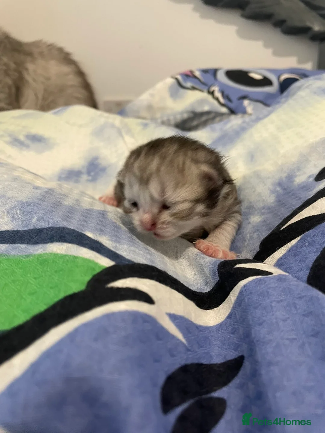 Persian cats for sale: Persian kittens  - Advert 6