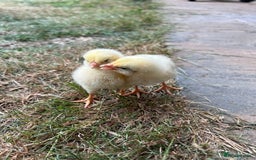 Chickens poultry for sale: Chicks for free - Image 1