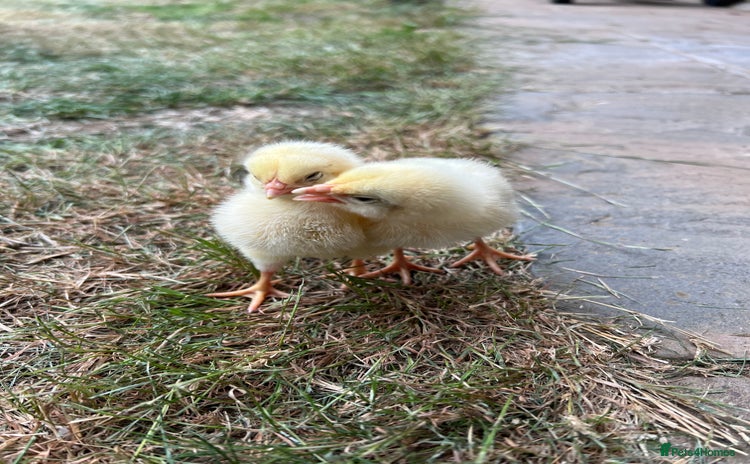 Chickens poultry - Advert 2