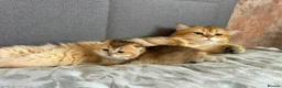 British Shorthair cats for sale: 2 BSH amazing boy from champion line  - Advert 3