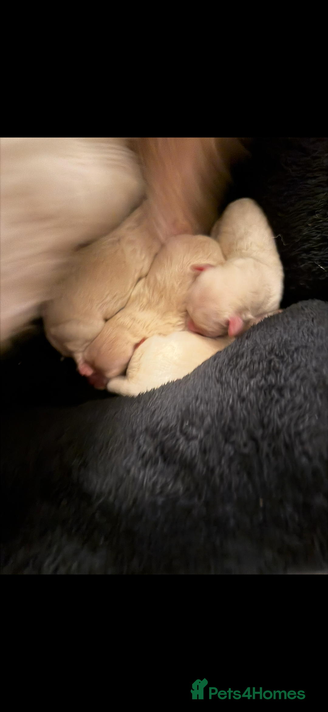 Maltipoo dogs for sale: Maltipoos puppies  - Advert 7