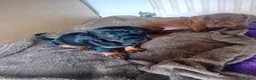 Dachshund dogs for sale: 4 Dachshund Puppies for sale!! - Advert 3