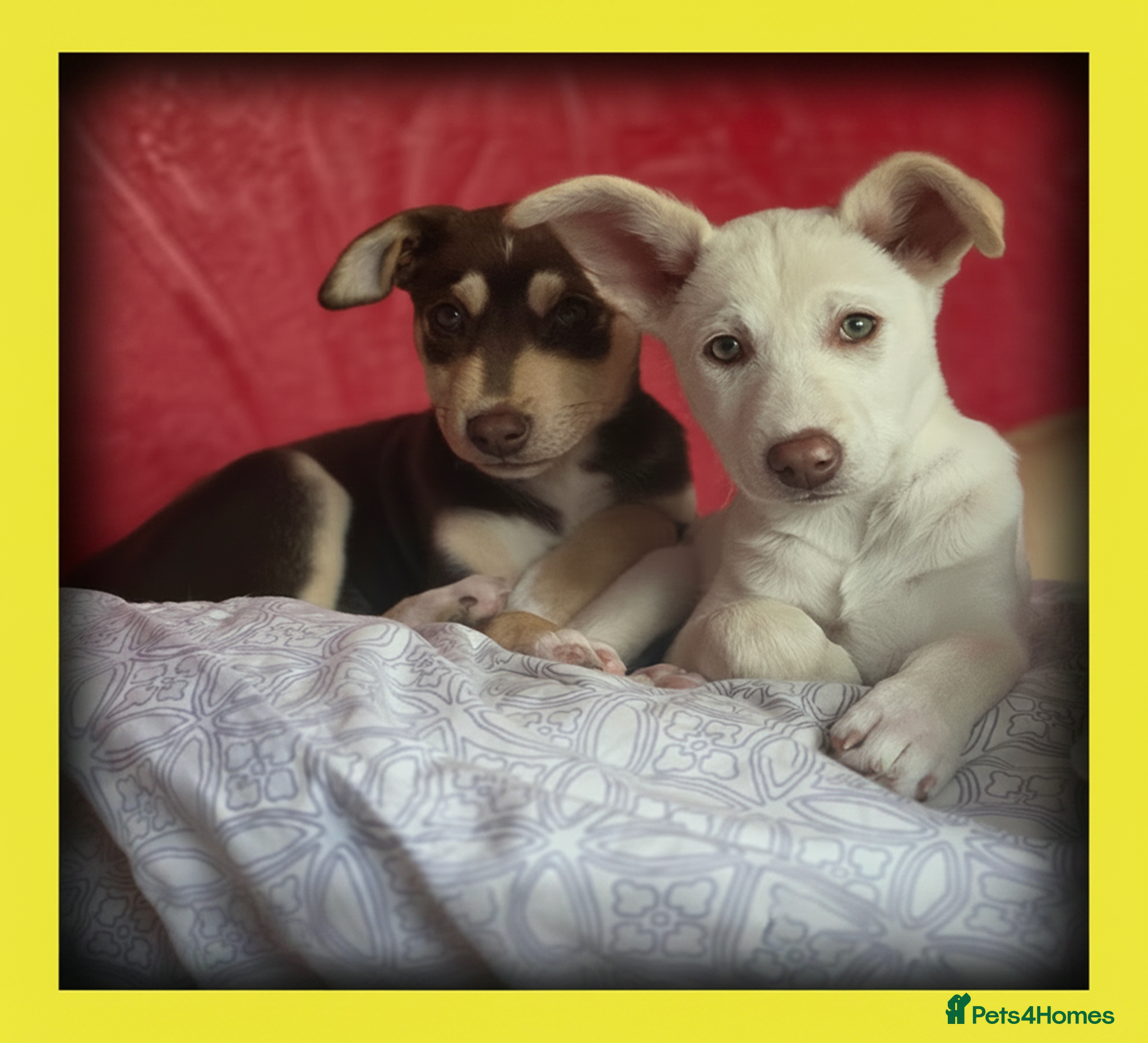 Mixed Breed dogs EUROHOUND / SIBERIAN HUSKY HYBRID PUPPIES  - Advert 4