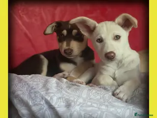 Mixed Breed dogs EUROHOUND / SIBERIAN HUSKY HYBRID PUPPIES - Advert 4