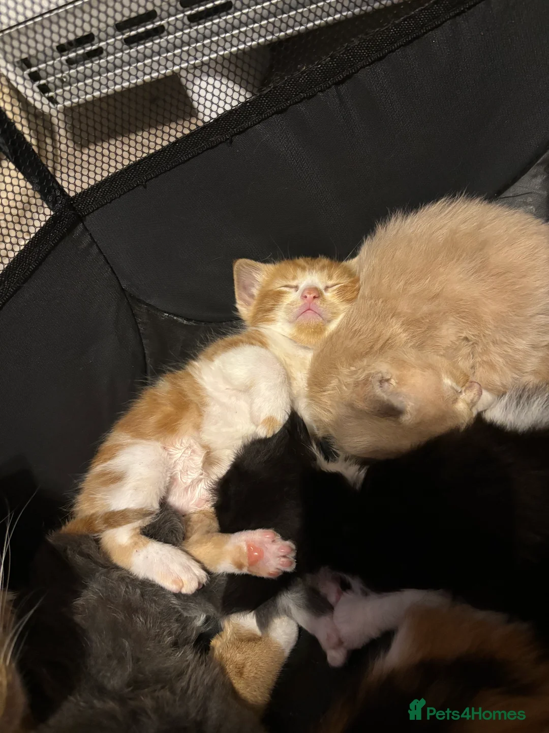 American Shorthair cats for sale: 6 GORGEOUS KITTENS + 1 IMPOSSIBLE KITTEN - Advert 2