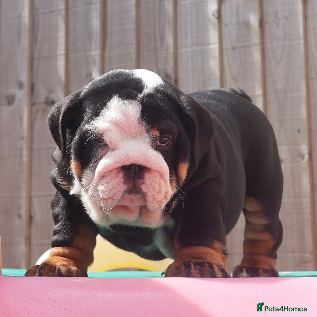 English Bulldog dogs for sale: 2 Gorgeous English Bulldog Pups 🩷 - Image 2