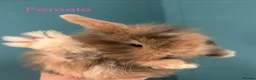 Mini Lion Lop rabbits for sale: 6 Mini Lion Lop Bunnies Available 🐰 - Advert 17