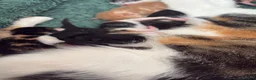 Mixed Breed cats for sale: 7 beautiful kittens  - Advert 31