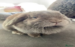 Dwarf Lop rabbits for sale: Dwarf lop Rabbit - INDOOR - Image 3