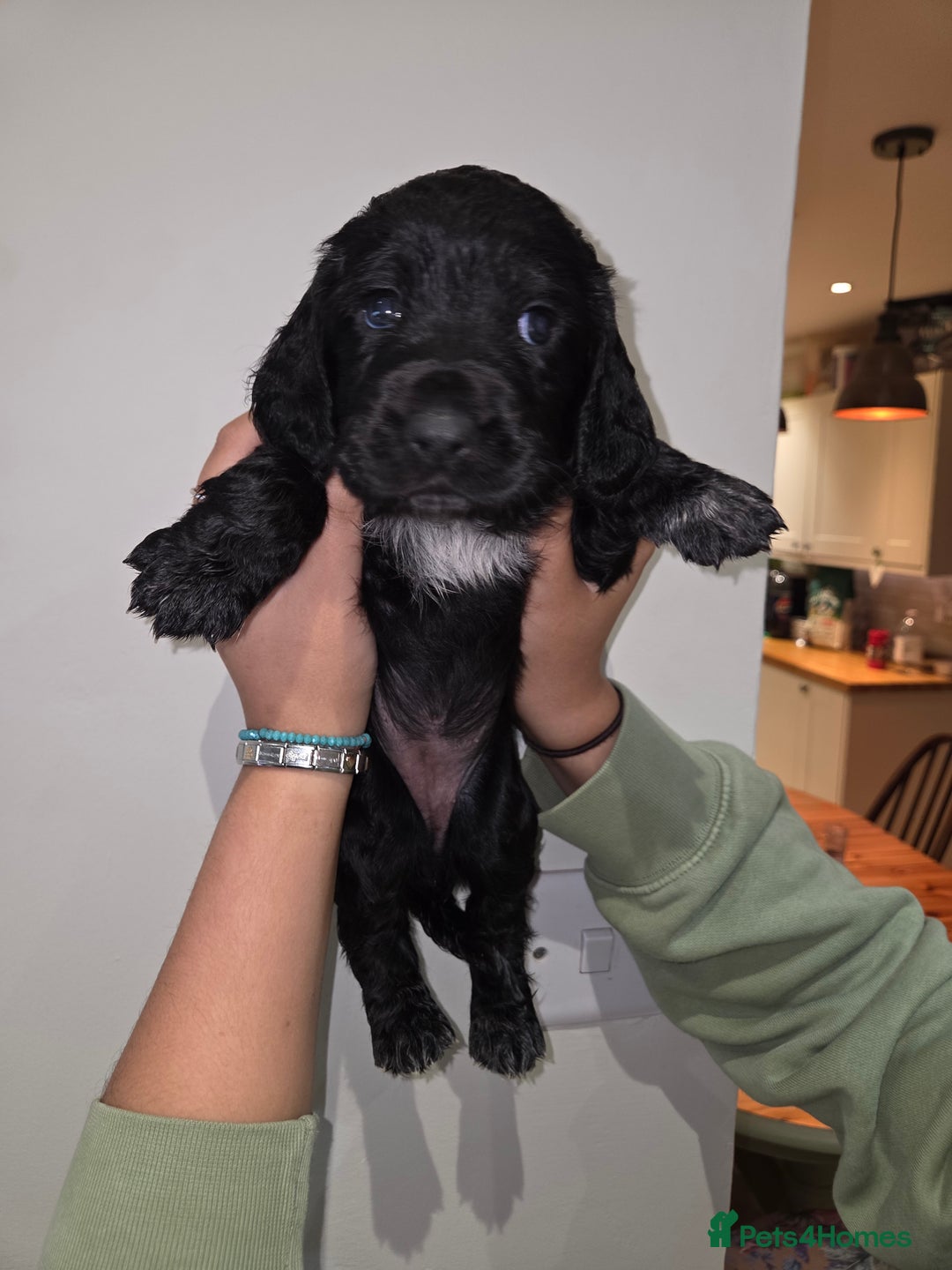 Cocker Spaniel dogs for sale: Stunning Cocker Spaniel Pups from Working Heritage - Image 14
