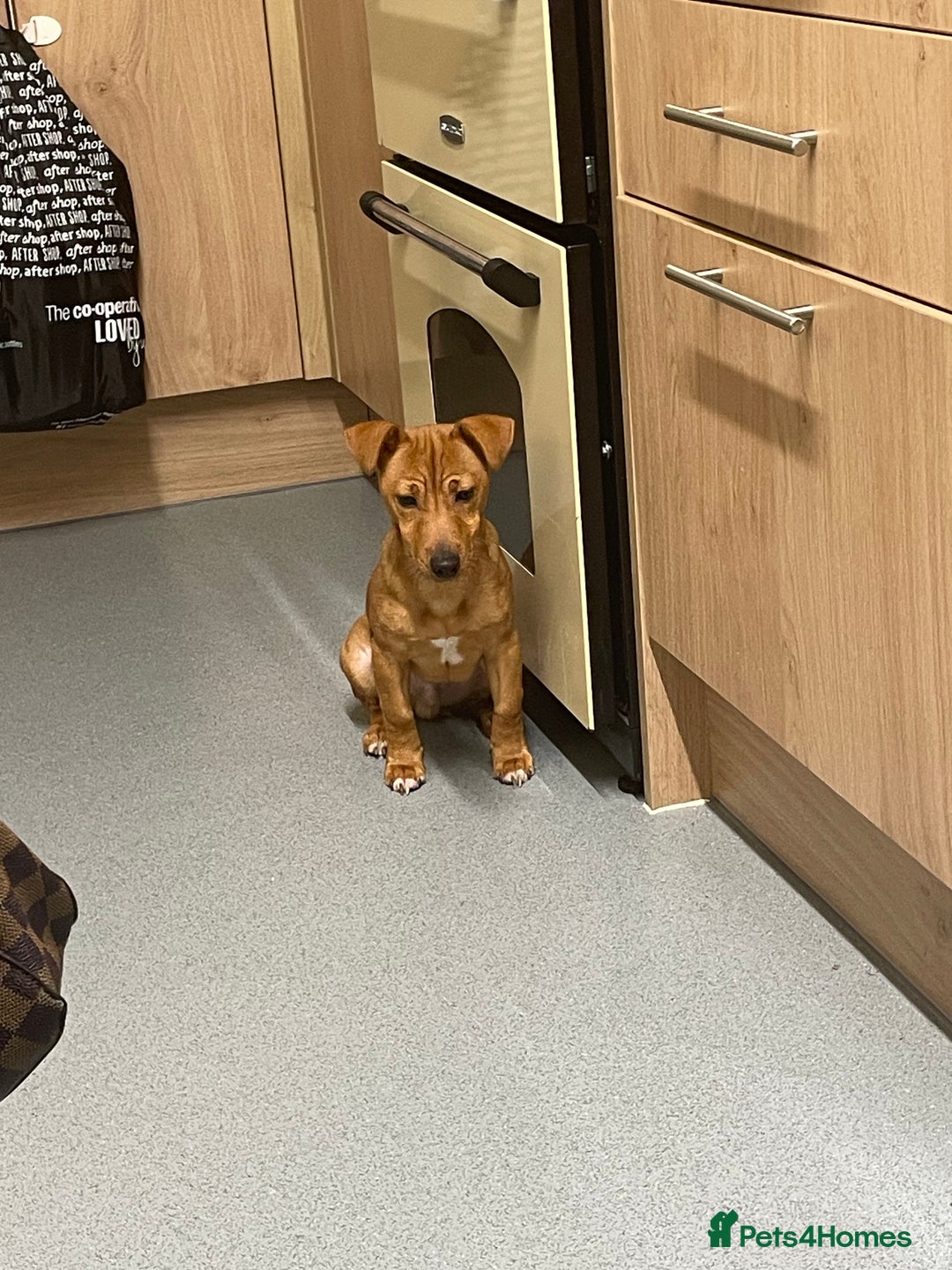 Jack Russell dogs for sale: 16 Month Old Jack Russell - Advert 3