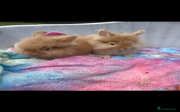 Lionhead rabbits for sale: Lionhead - Image 1