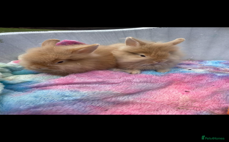 Lionhead rabbits - Advert 1