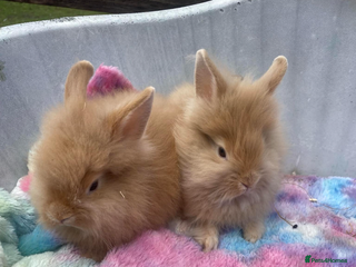 Lionhead rabbits - Advert 23
