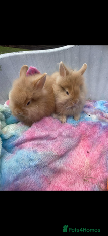 Lionhead rabbits - Advert 15