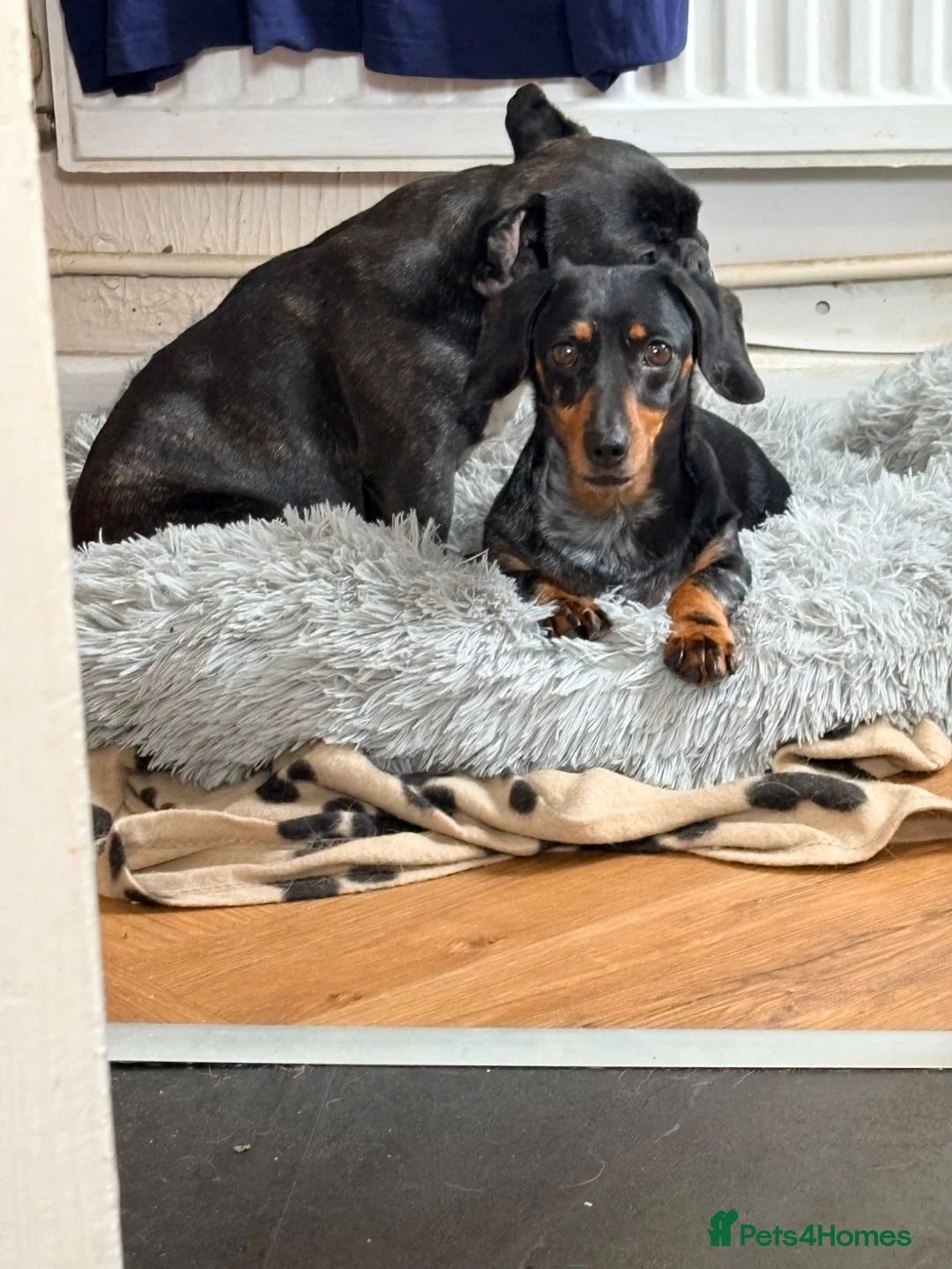 Dachshund dogs for sale: Dachshund looking for new home - Advert 5