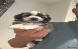 Maltipoo dogs for sale: Very small Maltipoo  - Image 1