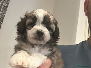 Maltipoo dogs - Advert 27