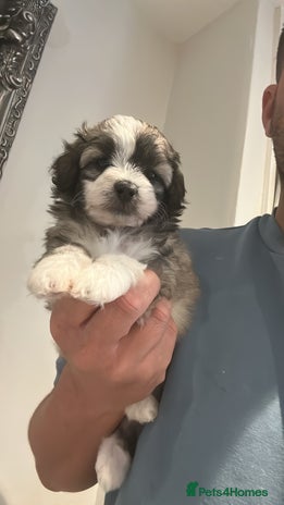 Maltipoo dogs - Advert 3