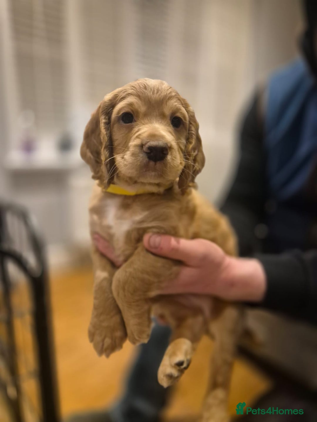 Cocker Spaniel dogs for sale: Working cocker spaniel, kc reg & many FTCH ,3boys - Advert 4