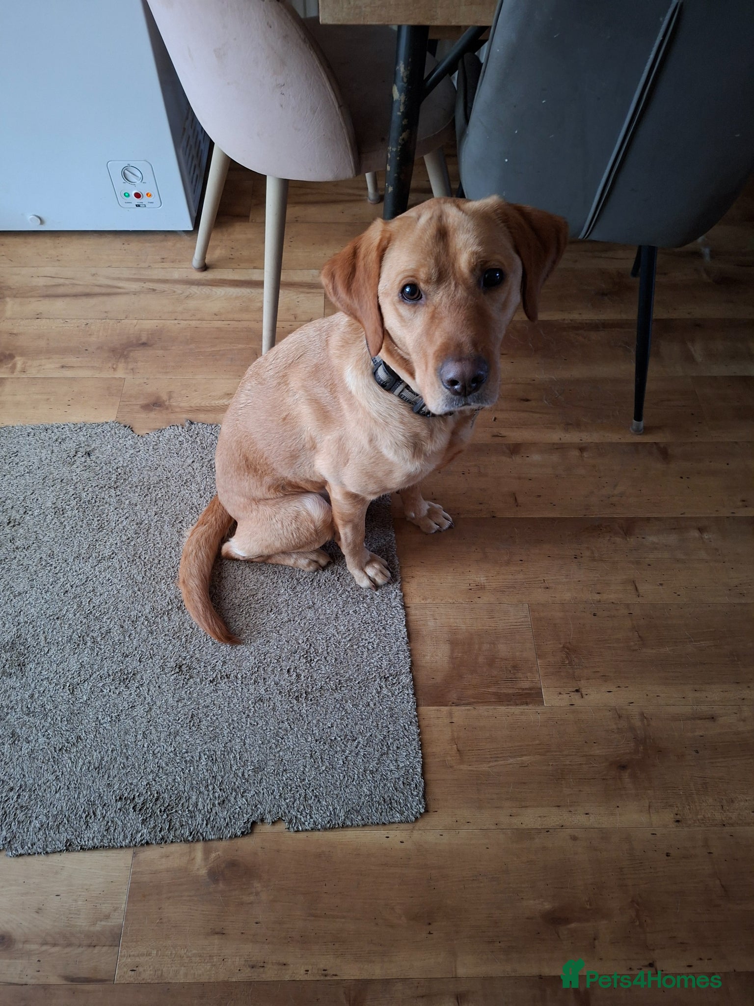 Labrador Retriever dogs Digby  - Advert 1