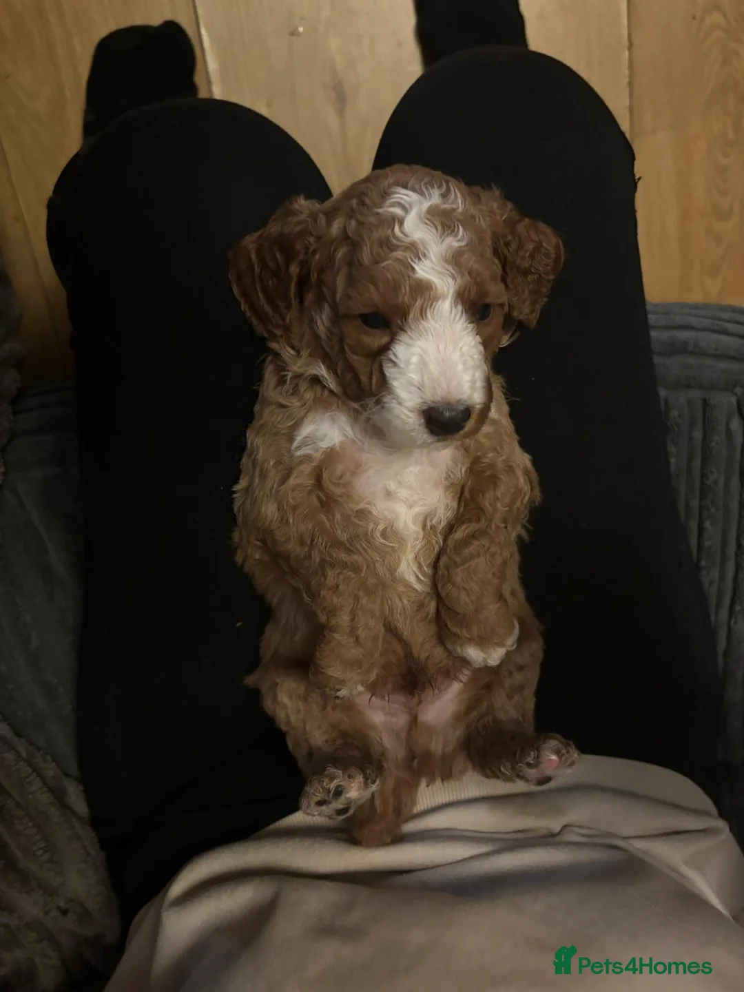 Cockapoo dogs for sale: F2 Cockapoo's  - Advert 2