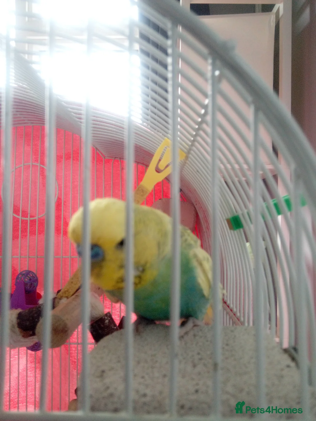 Budgerigars birds for sale: In need of a friend. Lonely after losing brother  - Advert 1