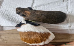 Guinea Pig rodents for sale:  2 Playful Male Guinea Pigs (4 Months)  - Image 2