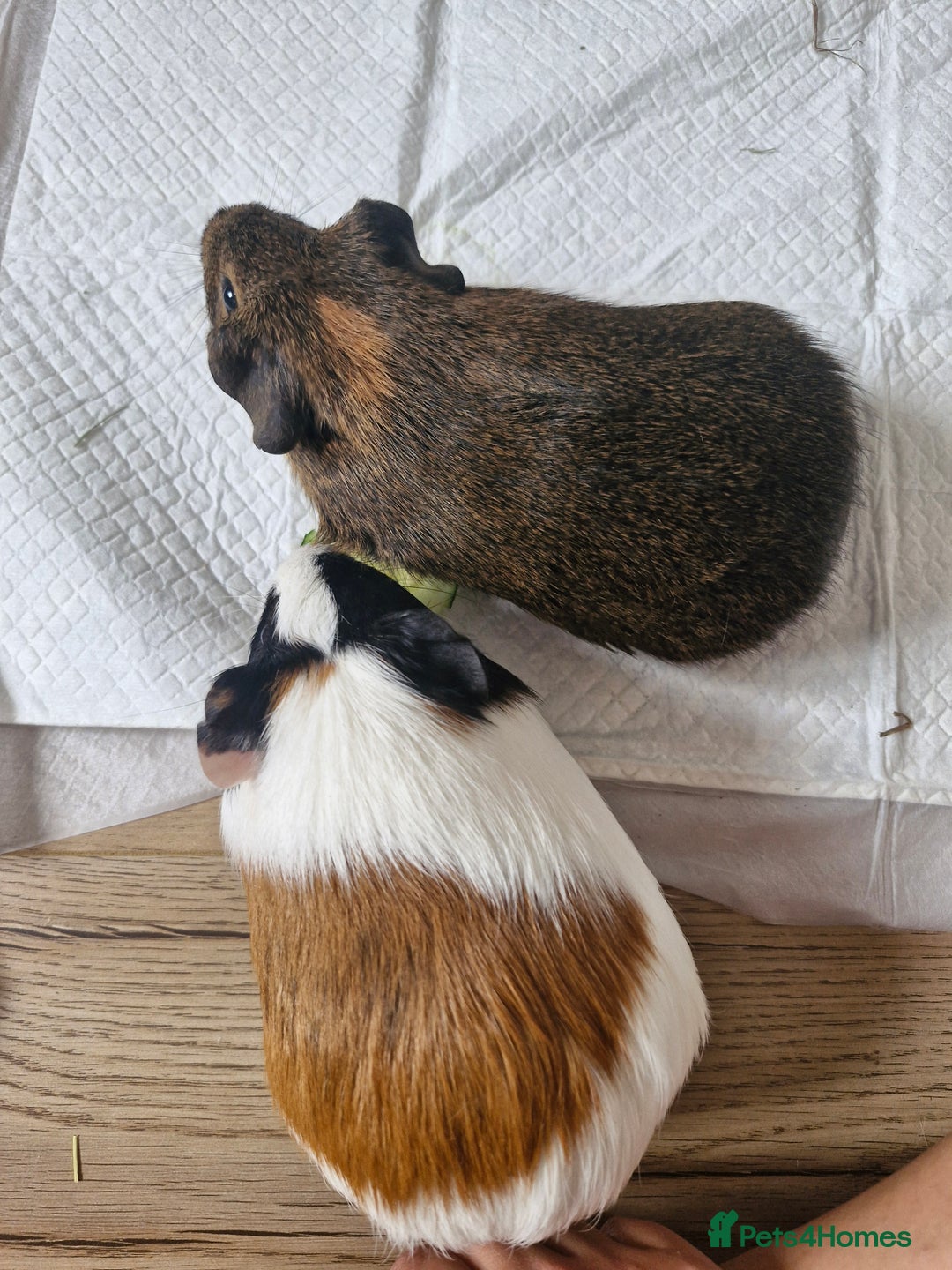 Guinea Pig rodents for sale:  2 Playful Male Guinea Pigs (4 Months)  - Image 2