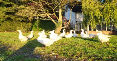 Geese poultry - Advert 13