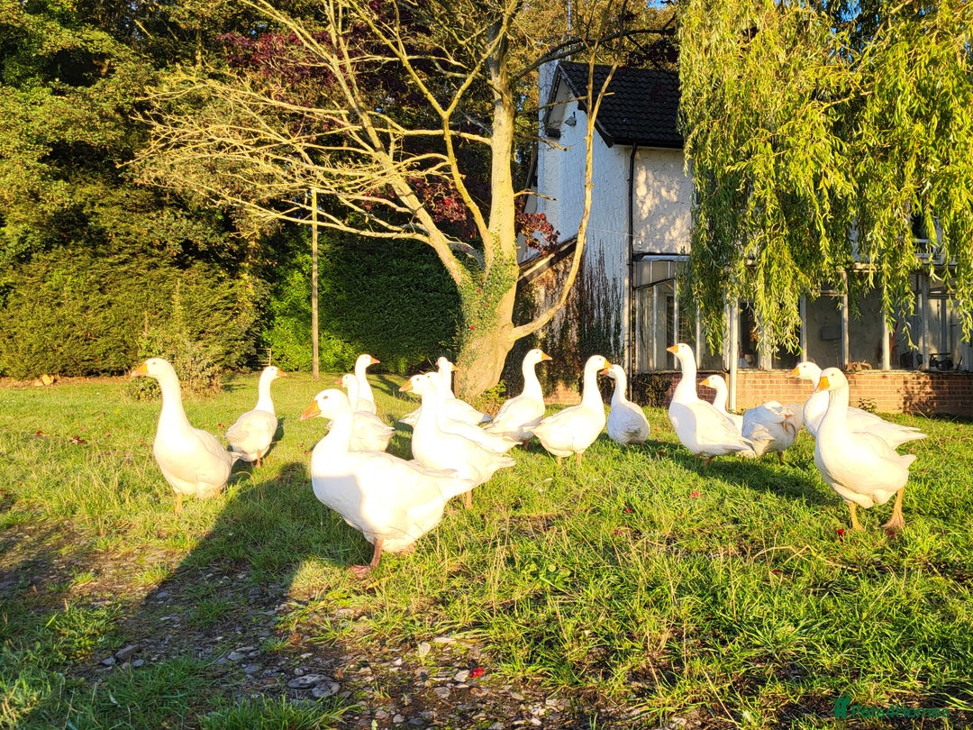 Geese poultry for sale: 13 stunning pure breed Embdem geese.  - Image 2
