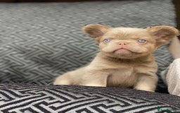 French Bulldog dogs for sale: Unique Pink/Fluffy French bulldogs READY - Image 9