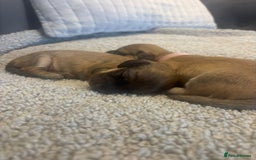 Miniature Dachshund dogs for sale: Reservation list now open! - Image 10