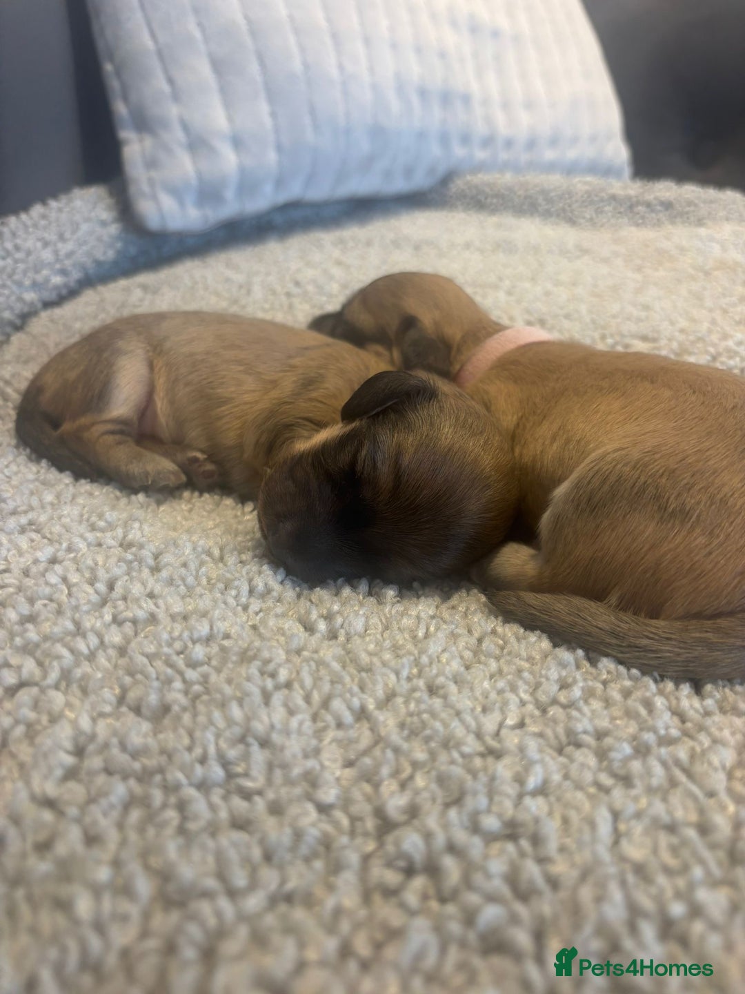Miniature Dachshund dogs for sale: Reservation list now open! - Image 10