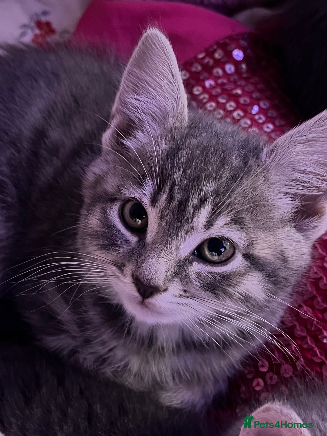 Mixed Breed cats for sale: Kittens - Advert 6