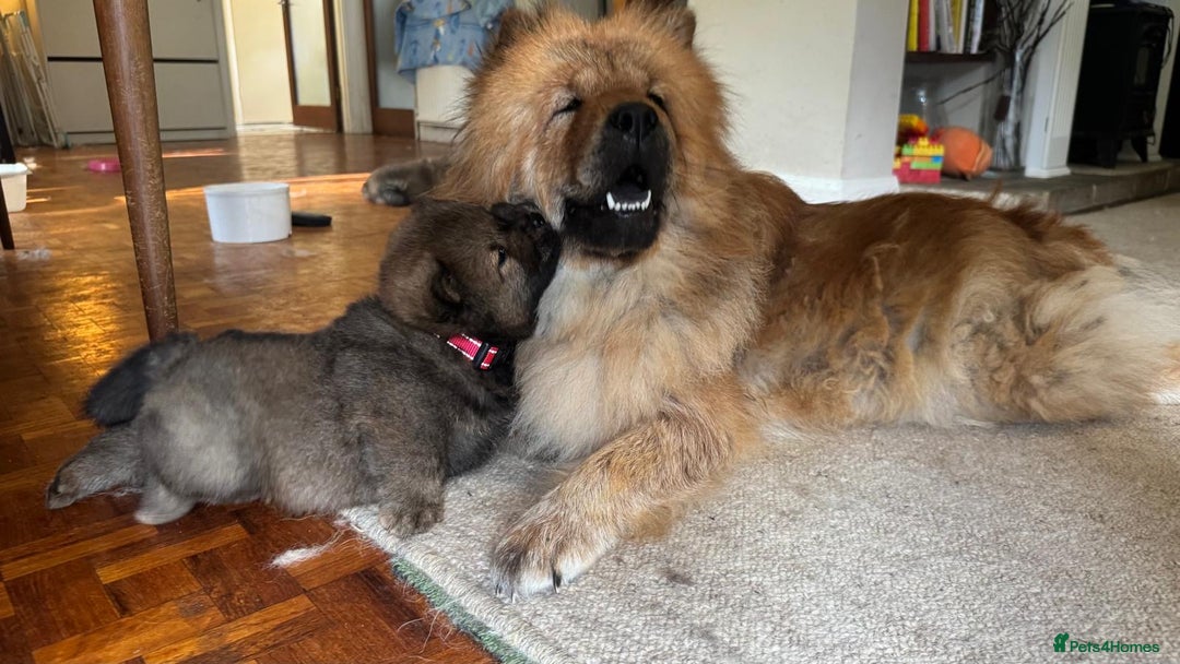 Chow Chow dogs for sale: Puppies looking for new home - Image 16