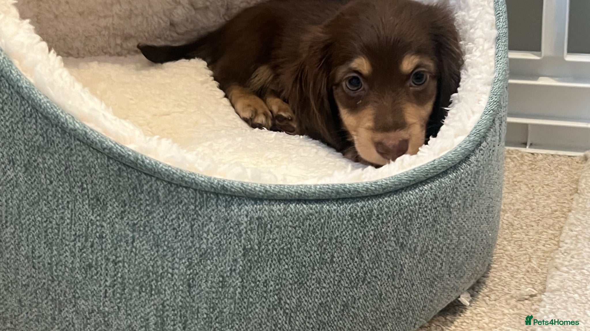 Miniature Dachshund dogs 🐾 Stunning Chocolate Cream Mini Longhair Boys ✨🐶 - Advert 12