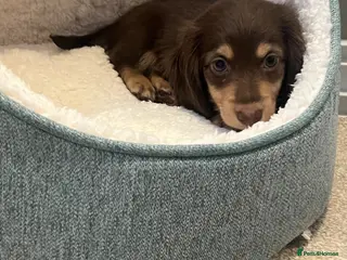 Miniature Dachshund dogs 🐾 Stunning Chocolate Cream Mini Longhair Boys ✨🐶 - Advert 3