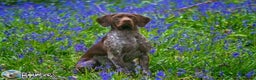 German Shorthaired Pointer dogs for stud: Jasper AKA Swallow of the north in Chesterfield - Advert 7