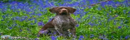 German Shorthaired Pointer dogs for stud: Jasper AKA Swallow of the north - Advert 7