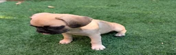 Pug dogs for sale: Loving Home Wanted for Pug Puppy - Advert 1