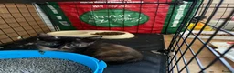 Mixed Breed cats for sale: 6 Adorable Kittens Looking for Their Forever Homes - Advert 14