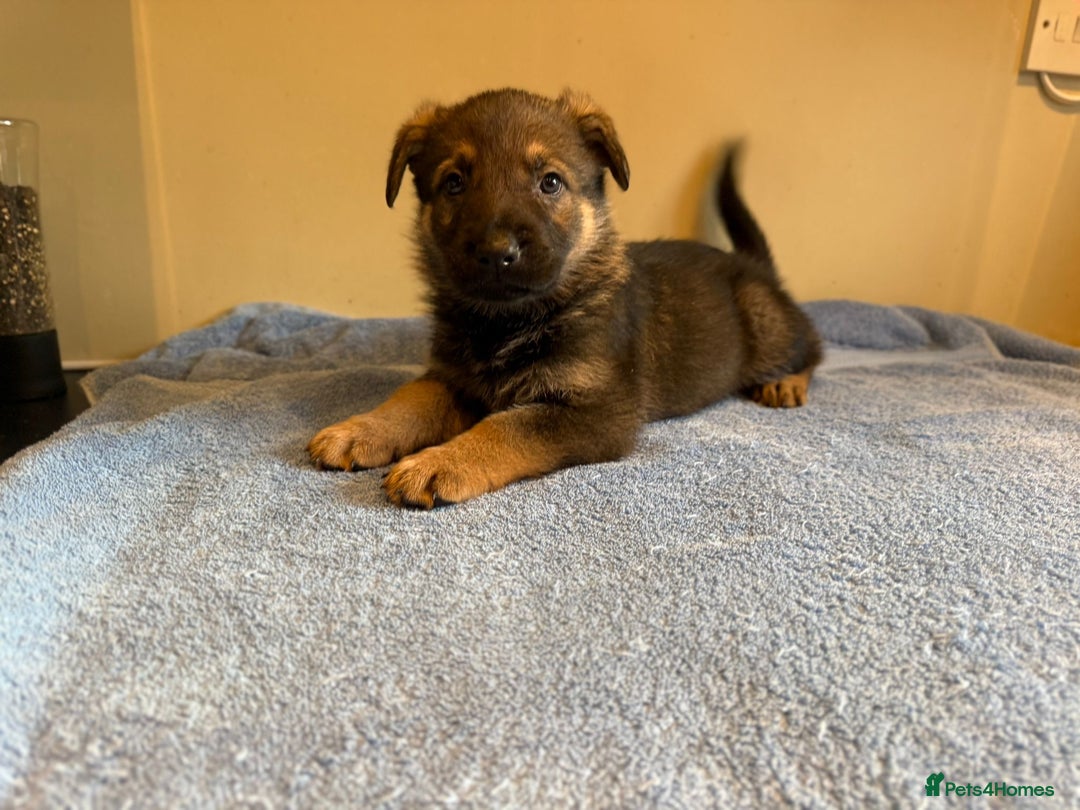 German Shepherd dogs for sale: German shepherd puppies  - Advert 8