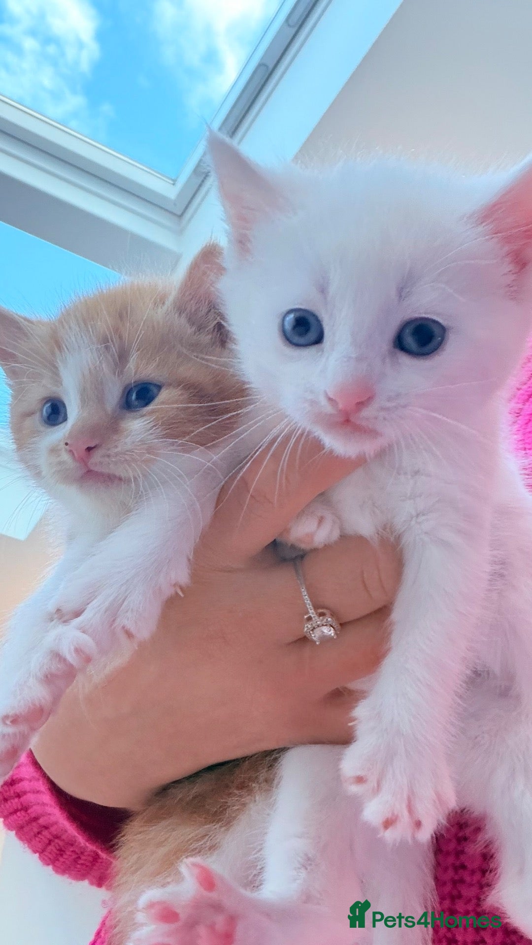 Mixed Breed cats Adorable kittens ready for their new homes - Advert 2