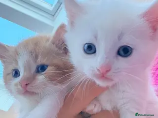 Mixed Breed cats Adorable kittens ready for their new homes - Advert 2