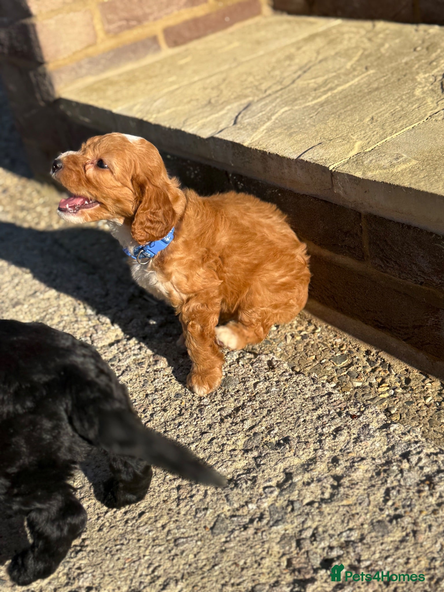 Cockapoo dogs Cockapoo puppies for sale  - Advert 1