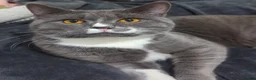 Mixed Breed cats for sale: Mixed kittens grey black and white in Northwich - Advert 6