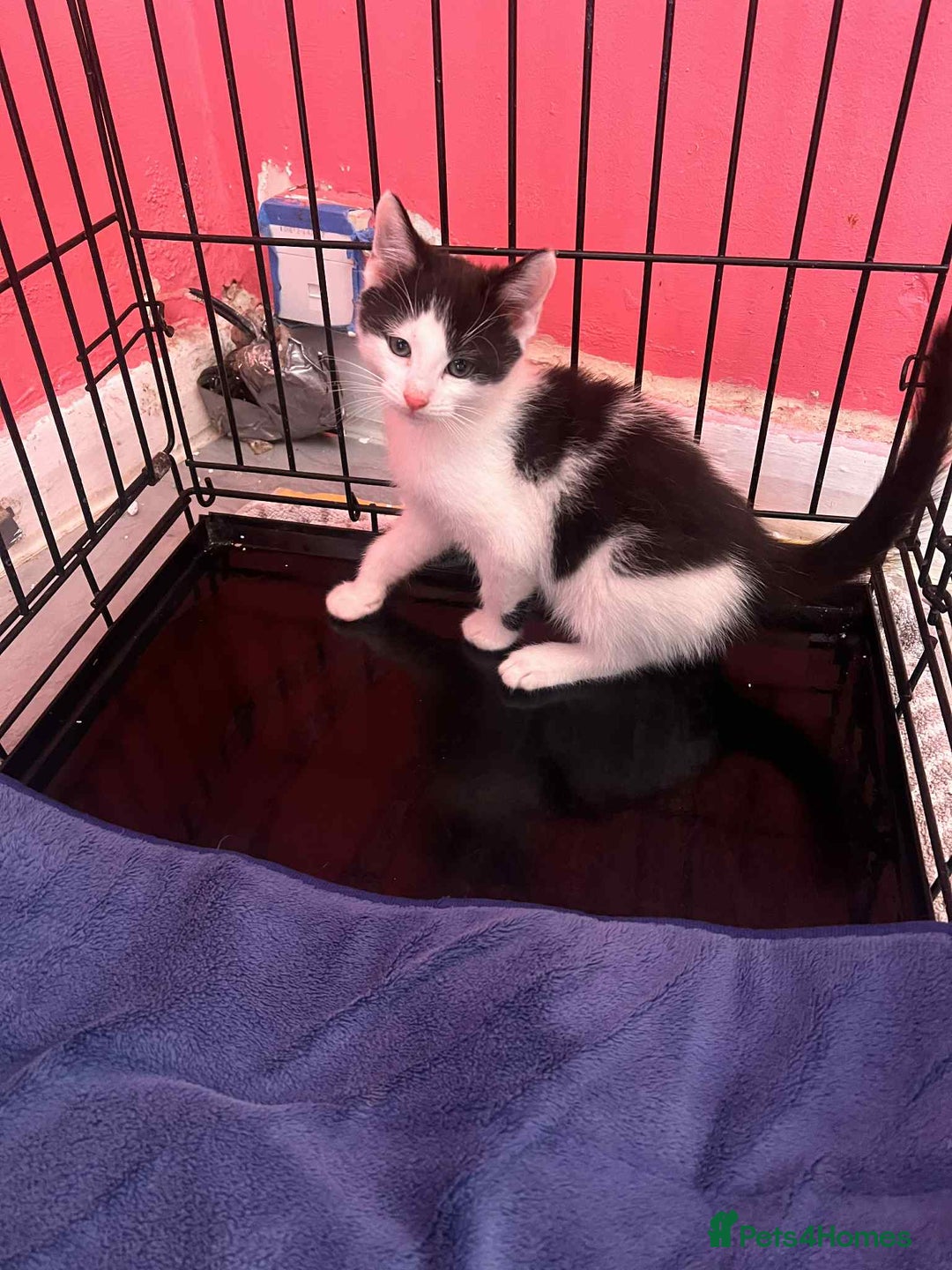 Mixed Breed cats for sale: For sale kittens  - Advert 5