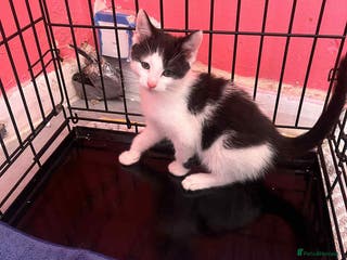 Mixed Breed cats For sale kittens - Advert 16