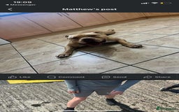 American Bully dogs for stud: Studding Tan Standard American Bully For Stud - Image 1